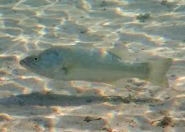 Image result for Micropterus salmoides