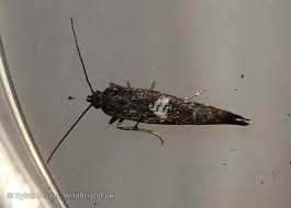 Attēlu rezultāti vaicājumam “Acrolepiopsis assectella”