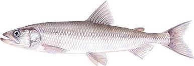 Image result for Osmerus eperlanus