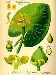 Attēlu rezultāti vaicājumam “Nuphar lutea flower”