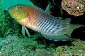Image result for Diplodus lineatus