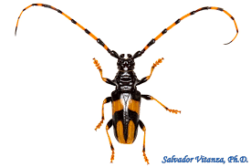 Attēlu rezultāti vaicājumam “Exobasidium cassandrae”