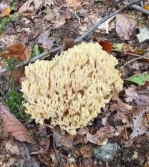 Attēlu rezultāti vaicājumam “Ramaria flava”