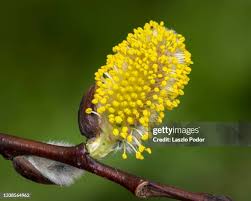 Attēlu rezultāti vaicājumam “Salix caprea bud”