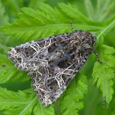 Attēlu rezultāti vaicājumam “Hadena rivularis”