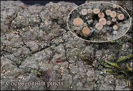Attēlu rezultāti vaicājumam “Coenogonium pineti”
