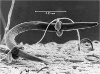 Attēlu rezultāti vaicājumam “Coriolopsis trogii”