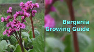 Image result for Bergenie