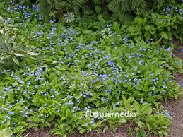 Attēlu rezultāti vaicājumam “Omphalodes verna leaf”
