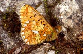 Attēlu rezultāti vaicājumam “Clossiana euphrosyne”