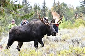 Attēlu rezultāti vaicājumam “Alces alces”