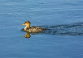 Attēlu rezultāti vaicājumam “Mergus serrator female”