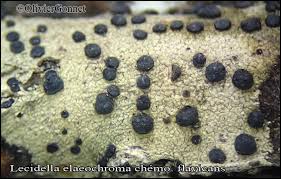 Attēlu rezultāti vaicājumam “Lecidella elaeochroma”