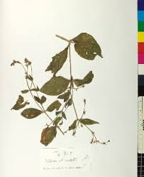 Attēlu rezultāti vaicājumam “Silene wolgensis”