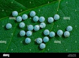 Attēlu rezultāti vaicājumam “Pterostoma palpina larva”