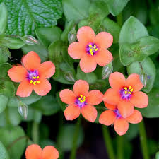 Image result for Anagallis arvensis