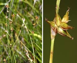 Attēlu rezultāti vaicājumam “Carex echinata”