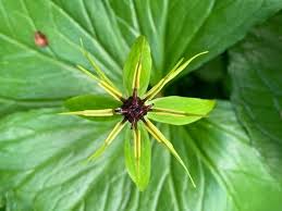 Attēlu rezultāti vaicājumam “Paris quadrifolia leaf”