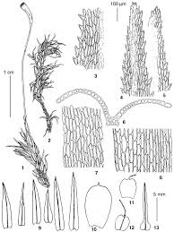 Attēlu rezultāti vaicājumam “Dicranum bonjeanii”