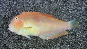 Image result for Xyrichtys novacula