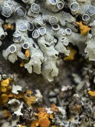 Attēlu rezultāti vaicājumam “Physcia aipolia”