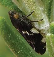 Attēlu rezultāti vaicājumam “Philaenus spumarius nymph”