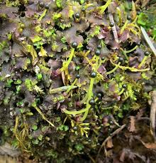 Attēlu rezultāti vaicājumam “Jungermannia hyalina cells”