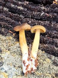 Attēlu rezultāti vaicājumam “Physarum daamsii sessile”