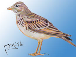 Image result for Calandrella rufescens