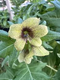 Attēlu rezultāti vaicājumam “Hyoscyamus niger”