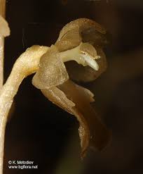 Attēlu rezultāti vaicājumam “Neottia nidus-avis bud”