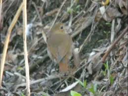 Image result for Luscinia sibilans