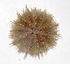 Image result for Strongylocentrotus droebachiensis