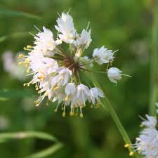 Attēlu rezultāti vaicājumam “Allium cepa flower”