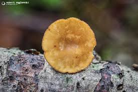 Attēlu rezultāti vaicājumam “Rutstroemia firma”