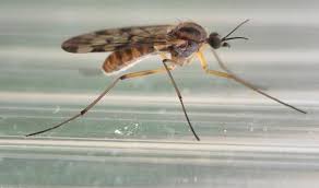 Attēlu rezultāti vaicājumam “Sylvicola sp.”