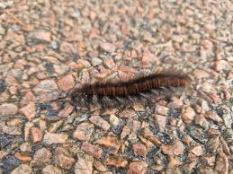 Attēlu rezultāti vaicājumam “Arctia caja larva”