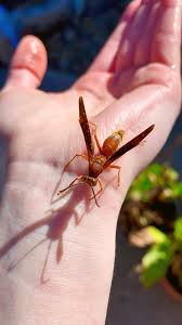 Attēlu rezultāti vaicājumam “Polistes”