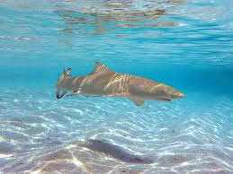 Image result for Negaprion acutidens