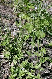 Attēlu rezultāti vaicājumam “Veronica serpyllifolia bud”