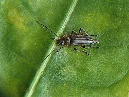 Attēlu rezultāti vaicājumam “Cortodera femorata”