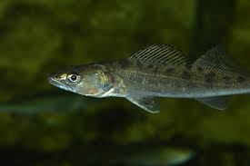 Image result for Sander lucioperca