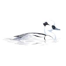 Attēlu rezultāti vaicājumam “Mergus albellus”