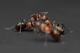 Attēlu rezultāti vaicājumam “Formica rufa imago”