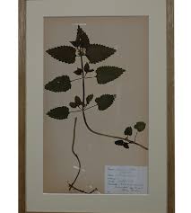 Attēlu rezultāti vaicājumam “Lamium album”