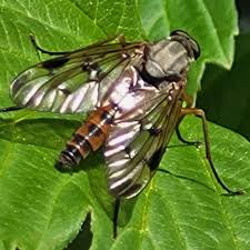 Attēlu rezultāti vaicājumam “Rhagionidae”