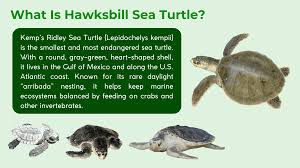 Image result for Lepidochelys kempii
