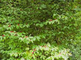 Attēlu rezultāti vaicājumam “Lonicera xylosteum leaf”