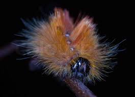 Attēlu rezultāti vaicājumam “Acronicta aceris”