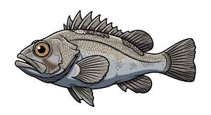 Image result for Dicentrarchus labrax